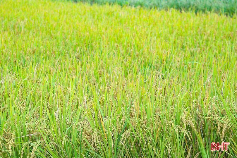 Năng suất lúa tươi của mô hình ước đạt 85 tạ/ha, cao hơn 4 tạ/ha so với ruộng đối chứng. IMG_1289.jpg