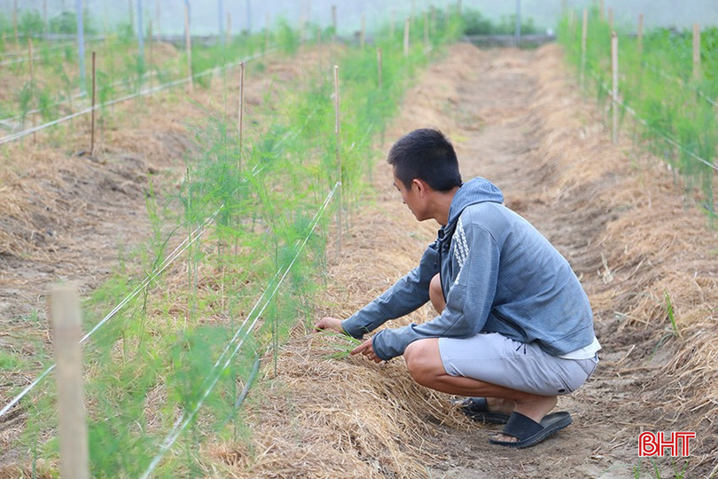 Hà Tĩnh tiếp tục thực hiện phương châm "đa cây, đa thời vụ", thử nghiệm các giống cây trồng mới cho hiệu quả kinh tế cao. IMG_1389.jpg
