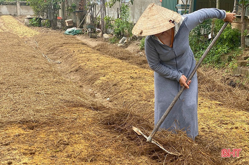 Nông dân Hà Tĩnh bắt đầu làm đất cho sản xuất vụ đông 2024. z5820031637245_96dfc8e75fcc23dea8861d3e22fc7e52.jpg