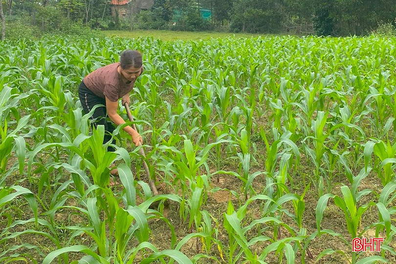 Hương Khê là một trong những địa phương có diện tích gieo trồng ngô xuân lớn của toàn tỉnh. bqbht_br_z6098306444268-5f2860515fc828e16b662acc78ba5726.jpg