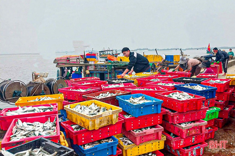 Số lượng lớn cá bạc má, cá trích cập cảng Cửa Sót (Thạch Kim, Thạch Hà). bqbht_br_z6473457183814-1aa5d46e58c6f4669fabfb5542f6f1ed.jpg