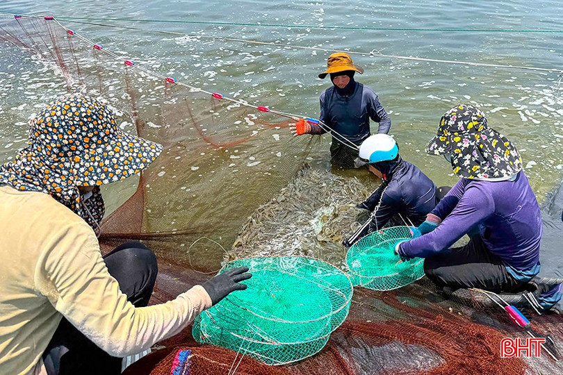 Người nuôi Hà Tĩnh bắt đầu thu hoạch tôm vụ xuân hè với giá bán tốt. bqbht_br_z6667161139212-a6e845d6f72e8afda45310e72711a00a.jpg