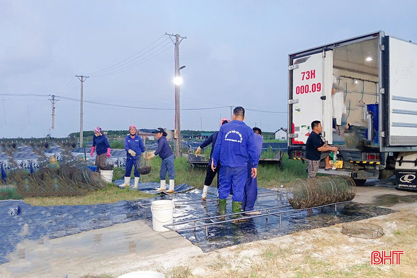 Thương lái tập trung thu mua tôm tại vùng nuôi thuộc huyện Thạch Hà. bqbht_br_z6691669414226-2ec0d80f816b34f77eb6ce11594f86d7.jpg