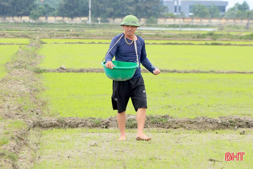 Bà con nông dân tập trung bón đạm đợt 1 để cây giúp cây phát triển, đẻ nhánh, ra lá, phát triển bộ rễ, tăng chiều cao. bqbht_br_z6278607284684-693fb9d456322d9cf70140b04b1973a5.jpg