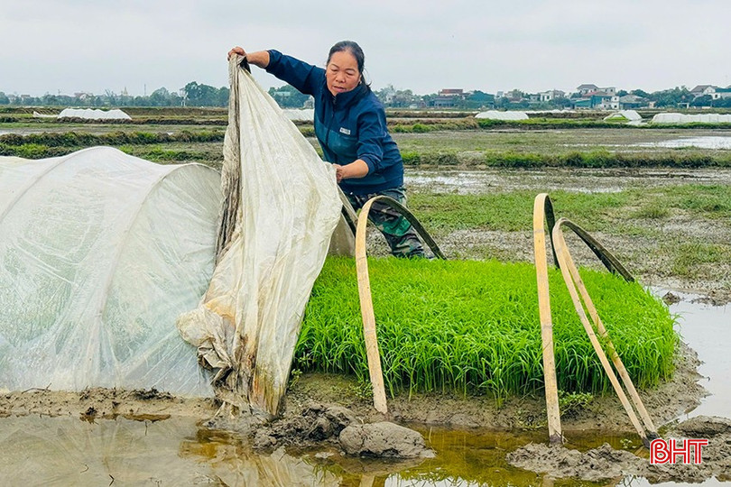 Nông dân phường Thạch Trung, TP Hà Tĩnh ra đồng kiểm tra mạ trước khi xuống cấy. bqbht_br_z6279026647140-3478357c331d0a0fa4d4c71435b097a5.jpg