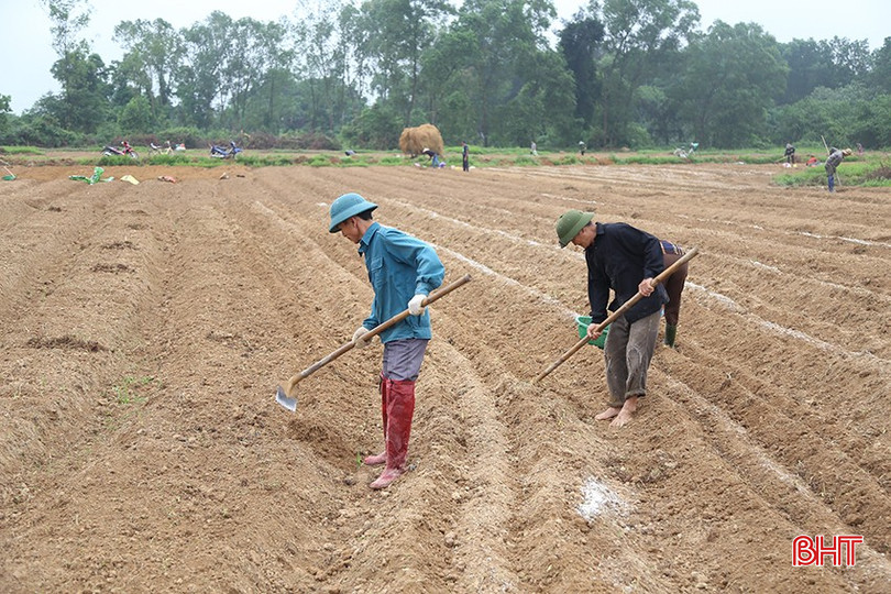 Vụ đông 2024, toàn tỉnh phấn đấu gieo trồng 12.603 ha cây vụ đông img-7931-2921-1134.jpg