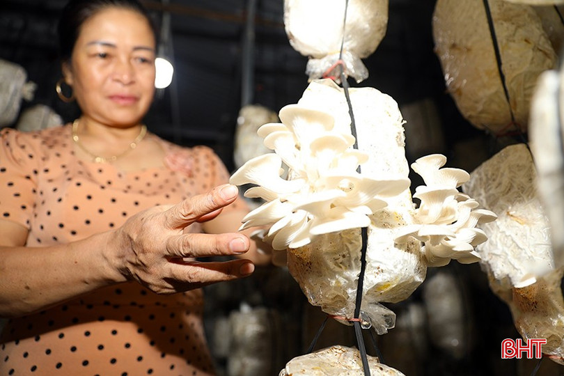 Cây nấm đang trở thành cây trồng có giá trị cao, thích ứng với biến đổi khí hậu trong vụ đông tại Hà Tĩnh. 146d5072630t85645l0-7109-9533.jpg