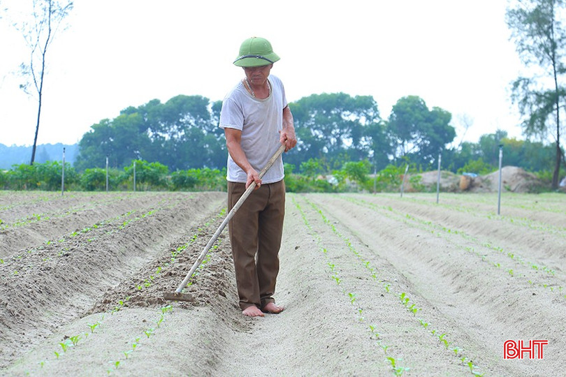 Nông dân Hà Tĩnh phải tập trung chăm sóc cây trồng vụ đông sau các đợt mưa lớn. img-5343-7159-4109.jpg