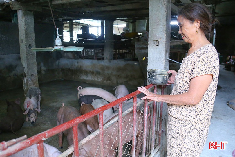 Các hộ chăn nuôi tại xã Yên Hòa đã bắt đầu tái đàn để "đón" thị trường cuối năm. bqbht_br_img-9631.jpg