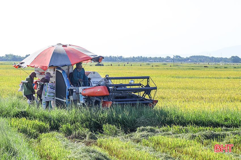 Phần lớn diện tích lúa hè thu của Hà Tĩnh dự kiến sẽ cho thu hoạch tập trung từ ngày 20-30/8. IMG_1190.jpg