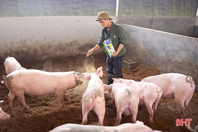 Chăn nuôi an toàn sinh học kết hợp công nghệ vi sinh mang lại hiệu quả rõ rệt, đặc biệt phù hợp với các hộ quy mô vừa và nhỏ. bqbht_br_z6909894234419-a2c13d5af03469580f2ec578c80ed1e2-155023-908-195631.jpg