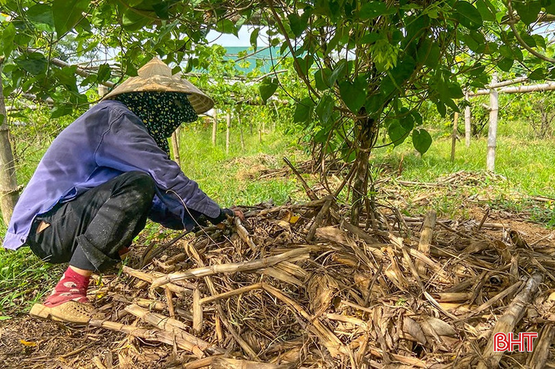 Người trồng làm cỏ quanh gốc, dùng cây cỏ khô, thân cây ngô hoặc vỏ trấu để giữ ẩm cho đất, giúp cây đủ sức “sinh sản” cho hoa nhiều và đẹp. z5772912899953_fdda0cc64f1aa888d50eff7dc036850f.jpg