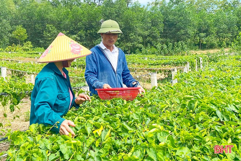Nhiều hộ dân ở thôn Vực Rồng, xã Sơn Tiến trồng cây hoa thiên lý. z5772913424890_cd7f878ad77be29ffa30002e557af774.jpg