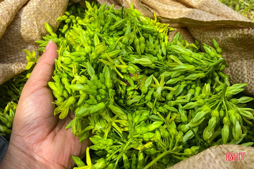 Hoa thiên lý có giá dao động từ 30.000 - 50.000 đồng/kg tùy thời điểm. z5772912491465_1220dc23cdfe9f9b73fb83135a068ad0.jpg