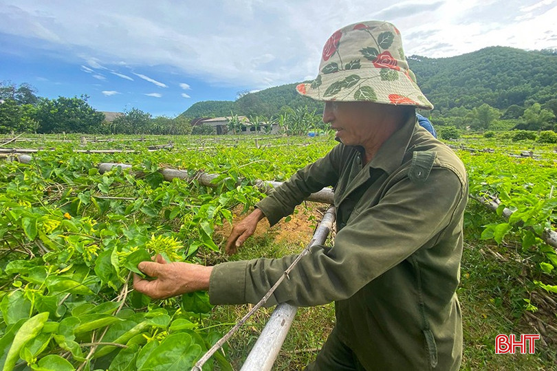 Gia đình ông Võ Xuân Anh (thôn Thiên Nhẫn, xã Sơn Tiến, Hương Sơn) có 7 sào trồng hoa thiên lý. z5772912433363_87e36058644734966a75c5b5091f2539.jpg