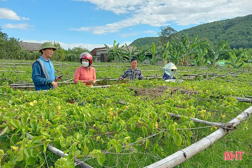 Xã Sơn Tiến có 200 hộ trồng cây hoa thiên lý với tổng diện tích trên 10 ha, tập trung lớn nhất ở các thôn Vực Rồng, Thiên Nhẫn, Ao Tròn. z5770617709931_7f4def7f20bf82b3c652429f26c2a053.jpg
