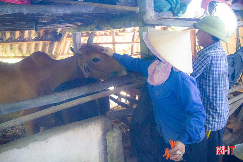 Toàn tỉnh có hơn 128.000 con trâu, bò thuộc diện tiêm phòng gia súc, gia cầm đợt 2 năm 2024. IMG_9793.jpg