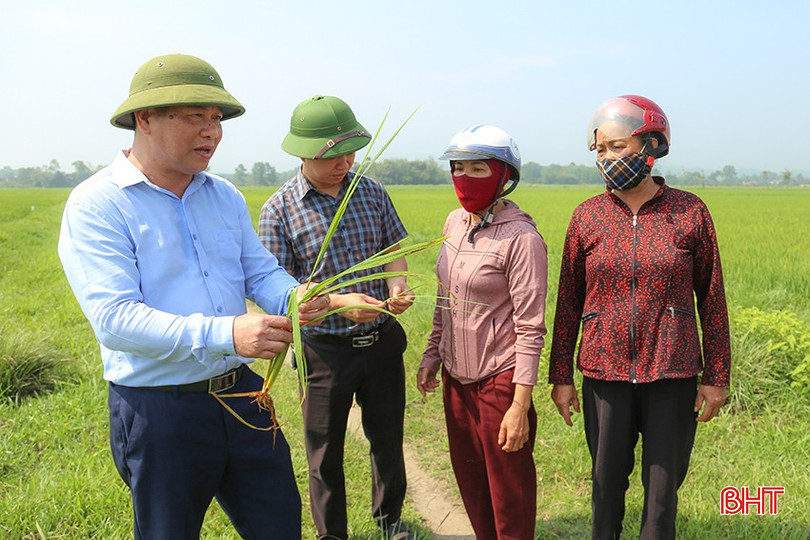 Ngành chuyên môn hướng dẫn người dân các biện pháp phòng trừ đạo ôn trên lúa. bqbht_br_img-9947-1491.jpg