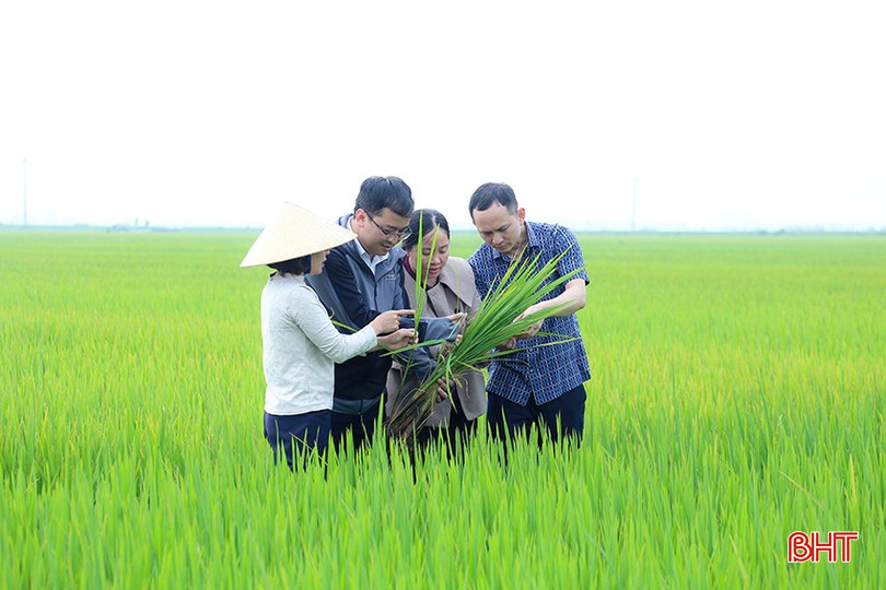 Ngành chuyên môn huyện Nghi Xuân kiểm tra tình hình sinh trưởng của lúa xuân tại xã Đan Trường. bqbht_br_img-9874.jpg