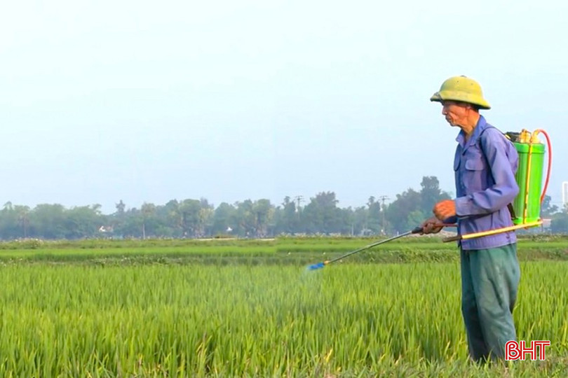 Bà con cần tuân thủ hướng dẫn kỹ thuật, phun phòng hiệu quả để đảm bảo năng suất cuối vụ. bqbht_br_phun-thuoc.jpg