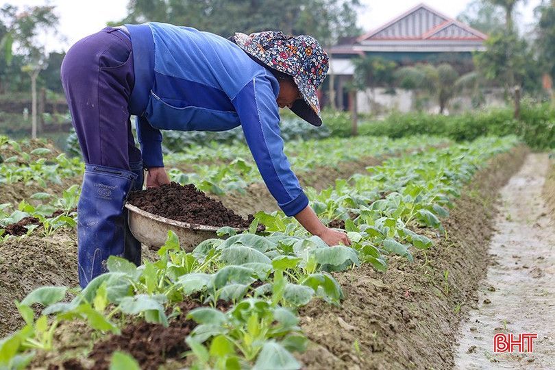 Vụ đông 2024, toàn tỉnh phấn đấu gieo trồng các loại cây ngắn ngày đạt 12.603 ha. img-0340-9827.jpg