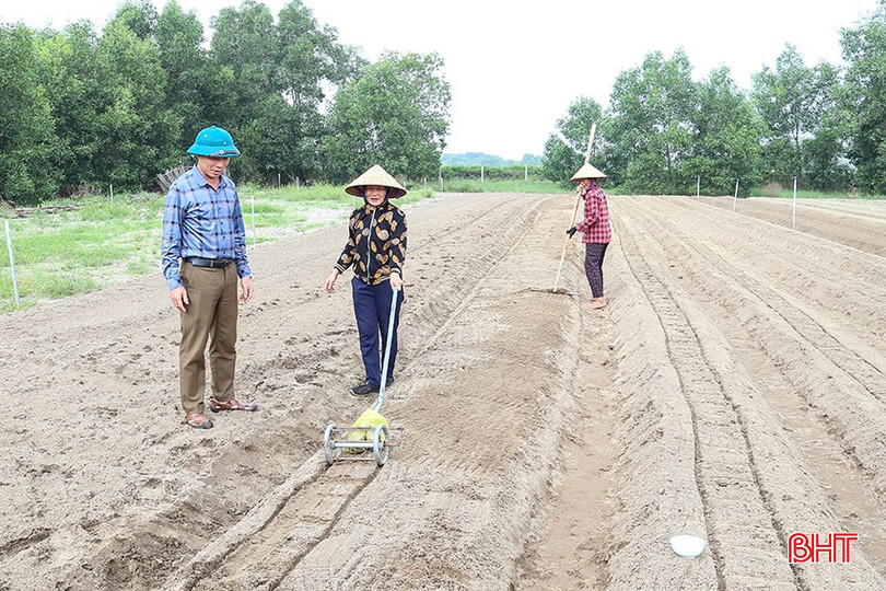 Tổ hợp tác sản xuất Đại Việt (xã Thạch Văn, Thạch Hà) xuống giống cà rốt vụ đông. img-5303-3988.jpg