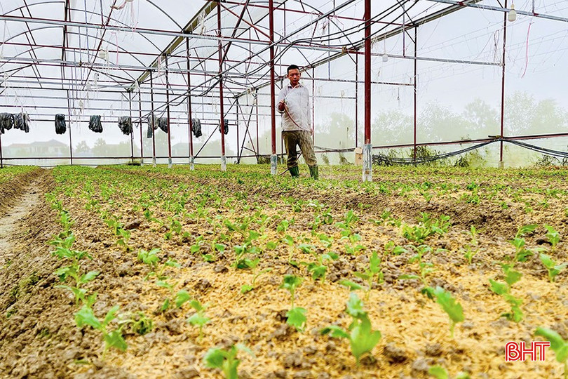 Việc đầu tư xây dựng nhà màng đang giúp người dân xã Lưu Vĩnh Sơn (Thạch Hà) gieo trồng sớm số diện tích hoa tết. z5916073225238-c7aff0dfb84caf6f8c28faa77203a570-1623.jpg