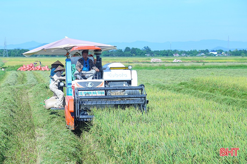 Nhiều loại giống chủ lực như Khang Dân 18, Nếp 98, Xuân Mai... tiếp tục được nông dân Hà Tĩnh tin tưởng lựa chọn. bqbht_br_img-3489.jpg