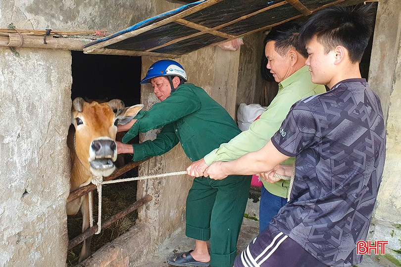 Kết quả tiêm phòng cho đàn vật nuôi tại Hà Tĩnh vẫn còn đạt thấp. bqbht_br_z6537043996509-34208b342168f342a1e0bb87c57b95ba.jpg