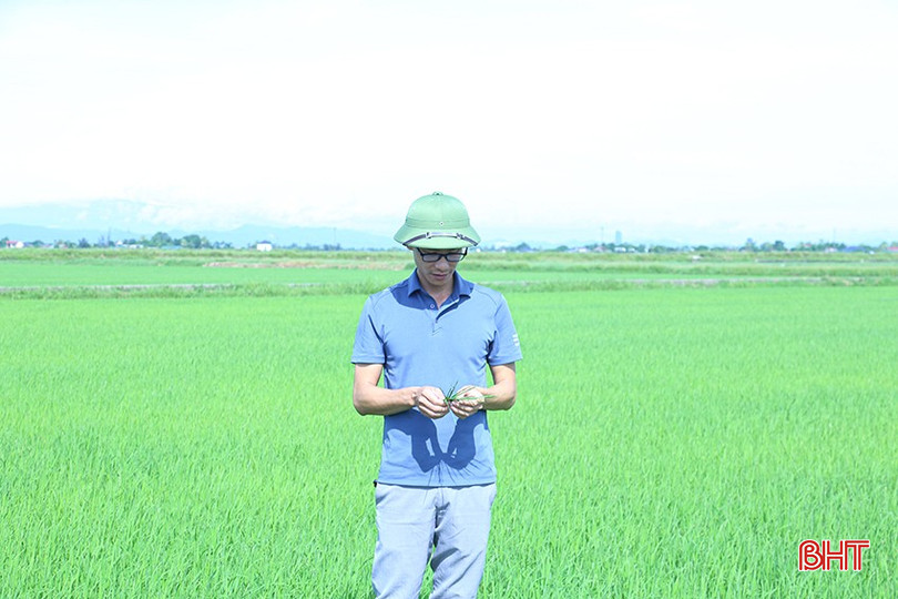Dự kiến, lứa sâu cuốn lá nhỏ thứ 2 sẽ nở rộ từ khoảng 5/7/2025 trở đi nên ngành chuyên môn cần tăng cường điều tra thực địa để kịp thời khuyến cáo cho bà con nông dân. bqbht_br_img-4943.jpg