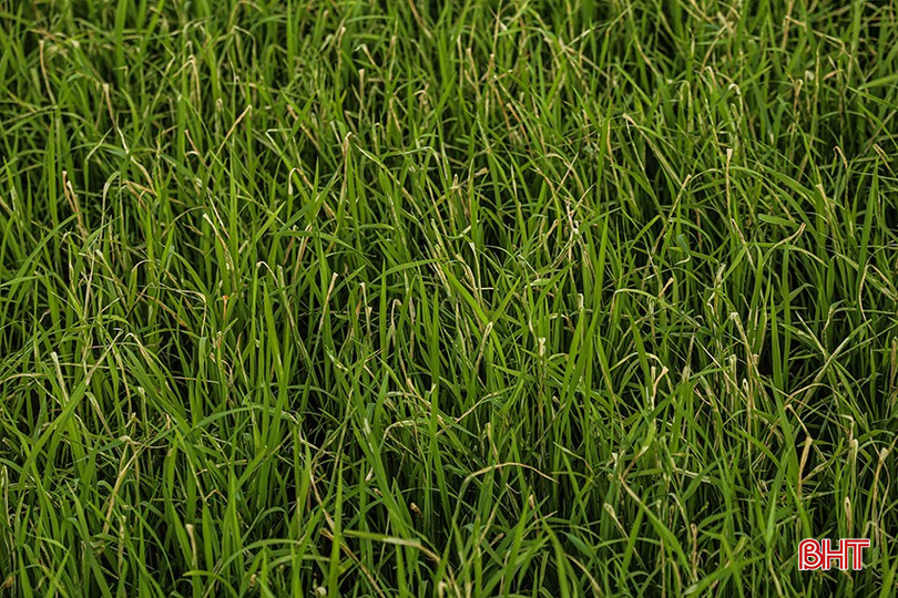 Các ruộng lúa bị sâu cuốn lá nhỏ ăn "trắng" lá. bqbht_br_img-5041.jpg