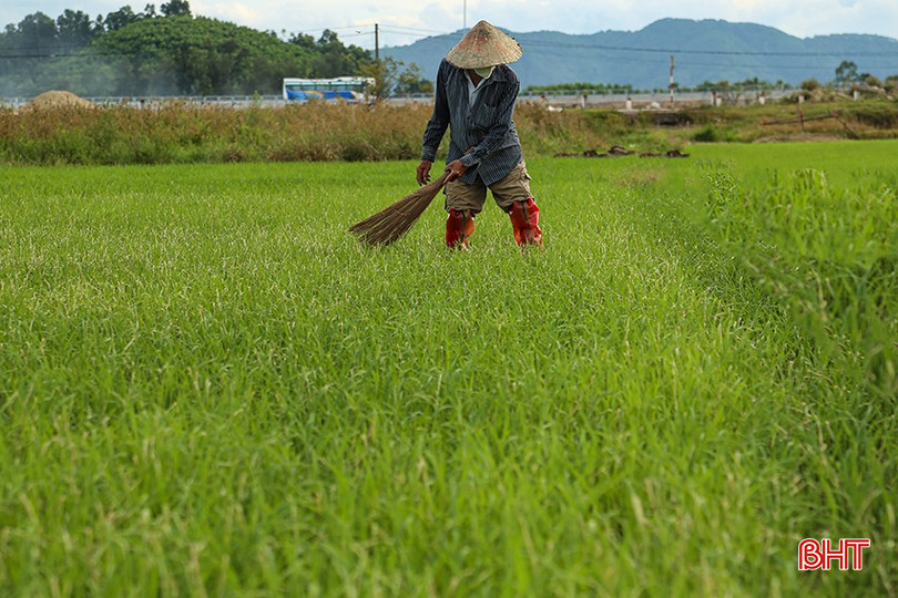 Phun trừ kém hiệu quả, bà con nông dân xã Sơn Lộc (Can Lộc) phải lấy chổi quét trên ruộng để phá vỡ tổ sâu. bqbht_br_img-5032.jpg