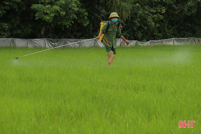 Bà con nông dân chủ động phun trừ ở những diện tích nhiễm nặng. bqbht_br_img-5024.jpg