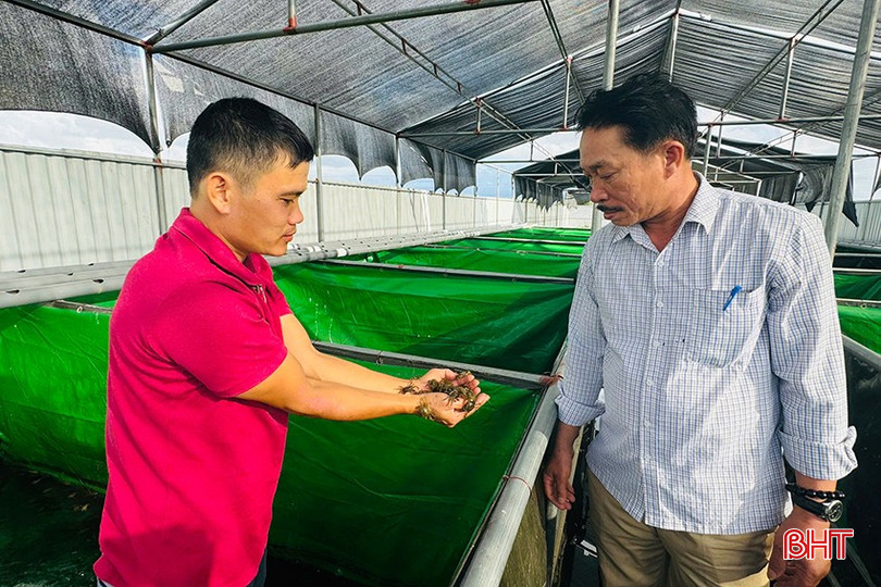 Cua đồng bố mẹ đã sinh sản thành công theo lứa, có thể khống chế môi trường và thời vụ ương giống để cung cấp nguồn giống tại chỗ cho thị trường. z5945459559968-af16deb137f0b13328905c1b5f71dacc-2284.jpg