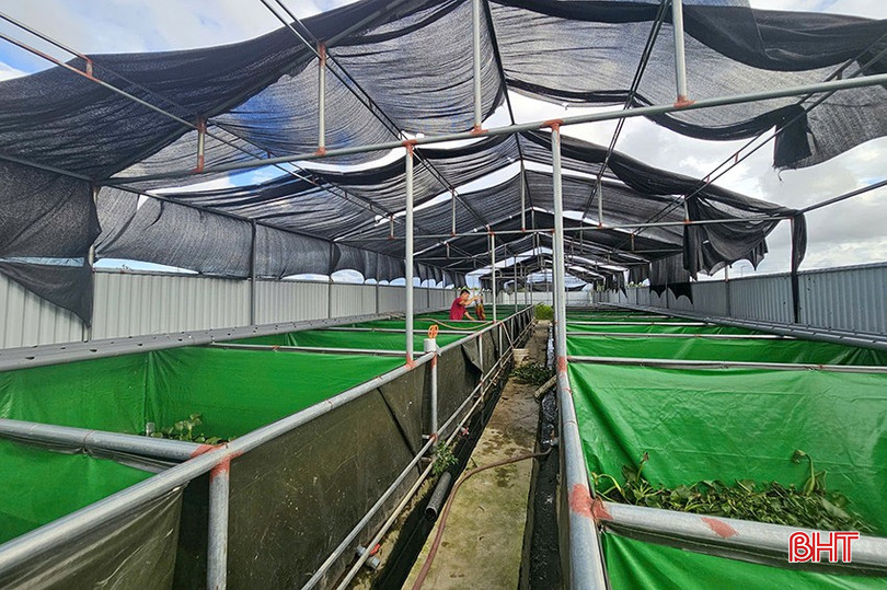 Mô hình nuôi cua đồng sinh sản tại hộ anh Ngô Hà Phương, thôn Đông Nam, xã Thạch Bình (TP Hà Tĩnh). z5939046353645-e702b443a9aff687a2ba8130f07824ce-1216.jpg