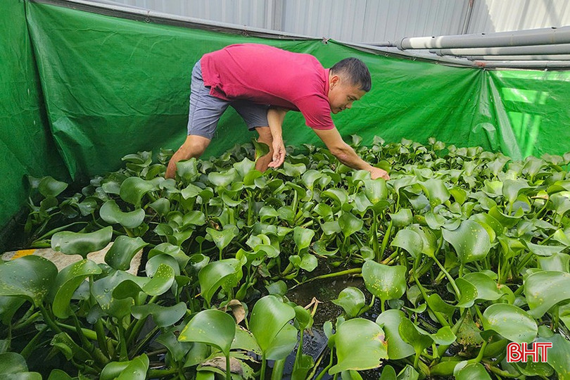 Mô hình tại hộ anh Ngô Hà Phương là mô hình thử nghiệm nuôi cua đồng sinh sản và ương giống cua con đầu tiên trên địa bàn toàn tỉnh. z5939046367006-c4de0f1d074b608f60b8d75f8020e7b7-8725.jpg