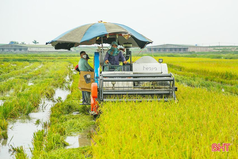 HTX Nông nghiệp Đồng Tiến (xã Đồng Môn, TP Hà Tĩnh) thu hoạch lúa trên cánh đồng tập trung vụ xuân 2024. 0X5A1499.jpg