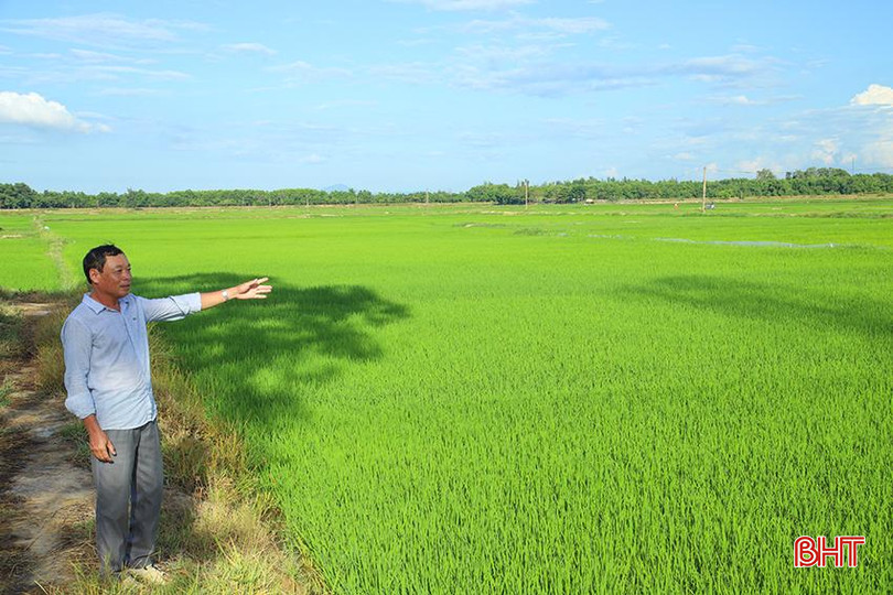 Những đồng lúa xanh mơn mởn vụ hè thu thay thế cho vùng đất hoang hóa, nhiều lau sậy trước kia trên địa bàn TP Hà Tĩnh. IMG_7340.jpg