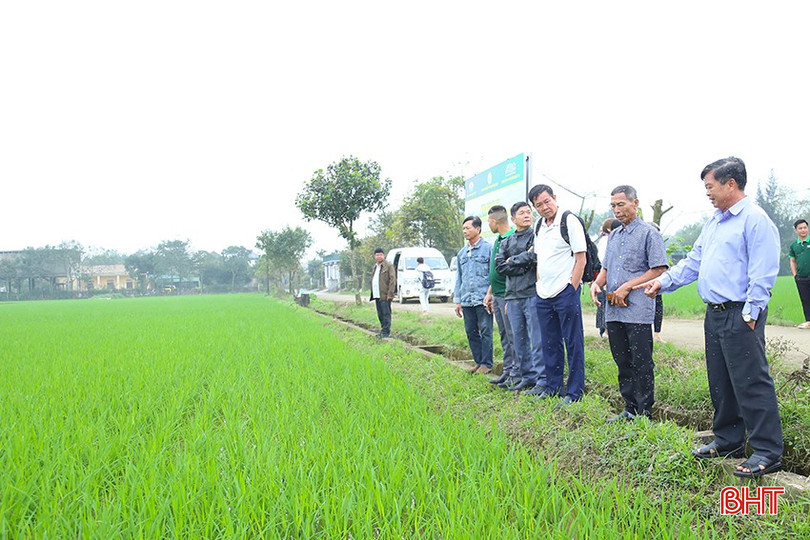 Hiện nay, tổng diện tích trồng hữu cơ, tuần hoàn trên cả nước của Tập đoàn Quế Lâm đạt hơn 15.000 ha. bqbht_br_img-9948.jpg