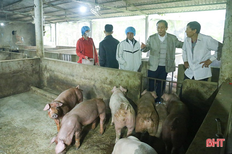 Mô hình của ông Võ Văn Thắng (Cẩm Lạc, Cẩm Xuyên) thường xuyên có 10 con nái và trên 90 con lợn thương phẩm mỗi lứa. bqbht_br_anh-lon.jpg
