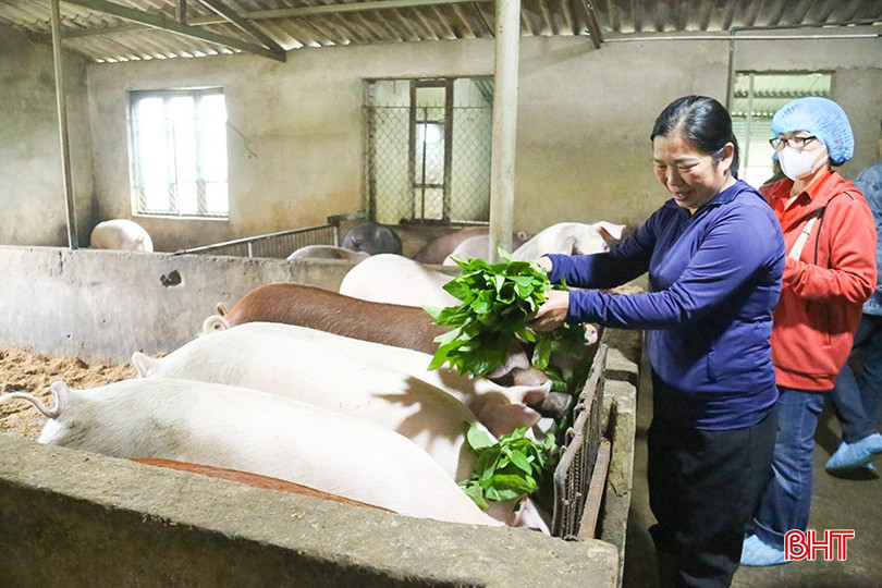 Người chăn nuôi Hà Tĩnh phấn khởi vì chăn nuôi lợn tuần hoàn mang lại giá trị cao. bqbht_br_img-9863.jpg