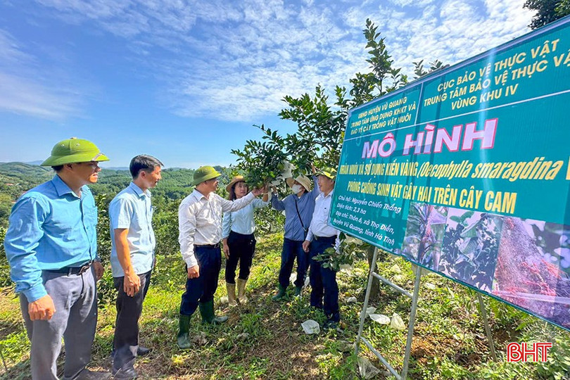 Trung tâm BVTV vùng khu IV (thuộc Cục BVTV), Trung tâm Ứng dụng Khoa học kỹ thuật và Bảo vệ cây trồng, vật nuôi huyện Vũ Quang đã thực hiện mô hình tại vườn cam của anh Nguyễn Chiến Thắng trên diện tích 2,3 ha. bqbht_br_z6051611507300-4973abb4cb6c2a47675a446313f70847.jpg