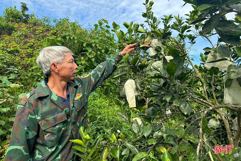 Huyện Vũ Quang tiếp tục nhân rộng mô hình nhân nuôi kiến vàng trên cây ăn quả có múi. bqbht_br_z6051611461409-5b8b73b38b7a376bd5d2309496b17c3c.jpg