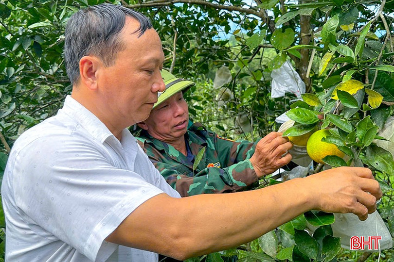 Ông Đinh Lâm Hậu (người mặc áo xanh) áp dụng quy trình sản xuất theo hướng hữu cơ kết hợp nuôi "vệ sỹ" kiến vàng bảo vệ vườn cam. bqbht_br_z6051611495499-4cf43fd84d2de3dde5c1020ad3f442e7.jpg