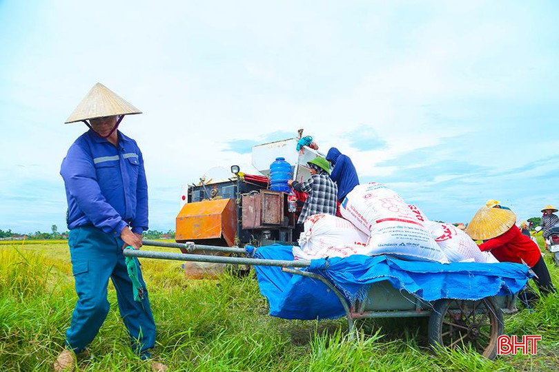 Nông dân huyện Lộc Hà tất bật chuyển lúa về nhà. IMG_9873.jpg