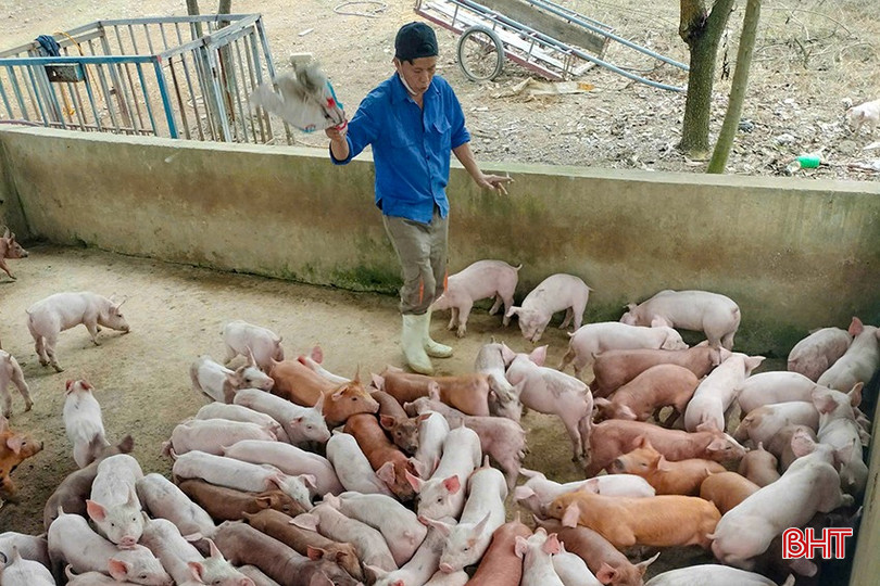 Hiện nay, giá lợn giống dao động ở mức 2,5 - 2,9 triệu đồng/con tùy loại và chất lượng. bqbht_br_z6419307014286-e29e4235adf7db16b6aaf4ad330234c0.jpg