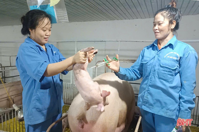 HTX Nông nghiệp sinh thái và dịch vụ Vũ Sơn Đức vừa xuất bán gần 1.300 con lợn giống. bqbht_br_z5889841139365-d53370575c9498186a098f3b092bb9a6.jpg