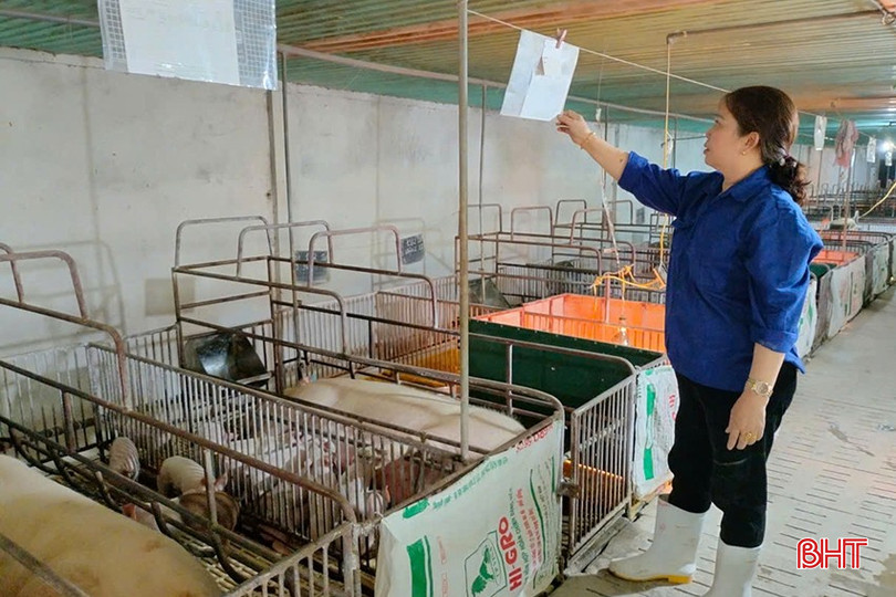 Người chăn nuôi nên cân nhắc, tính toán để đảm bảo tái đàn hiệu quả. bqbht_br_z6419034558643-1d8cb919cc39e7cc2e75e3367fceaa70.jpg