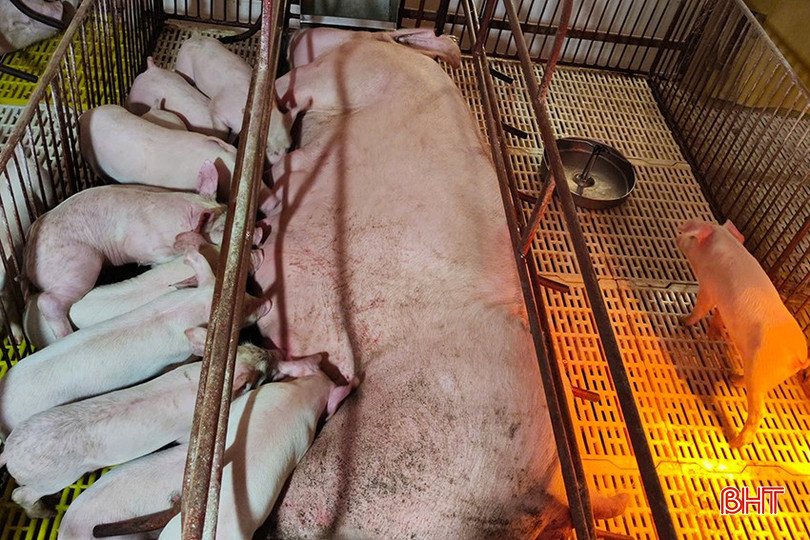 HTX Chăn nuôi tổng hợp và Xây dựng Minh Lộc đang xuất bán lợn giống với giá 2,6 - 2,7 triệu đồng/con. bqbht_br_z6356731122988-816ba5fbb6e03a7f30f5cbafb3b0f594.jpg