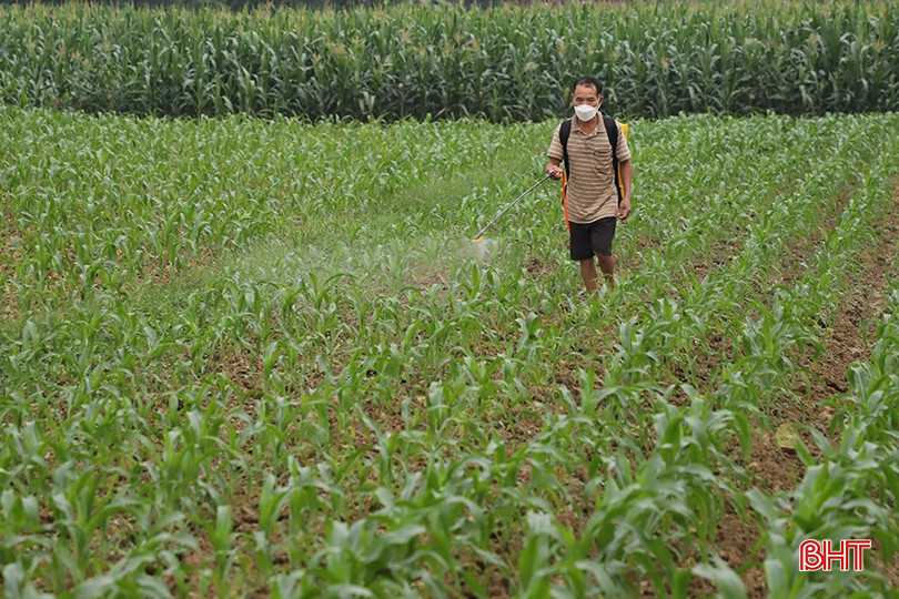 Nông dân chú ý phun phòng trừ sâu, bệnh, nấm cho cây ngô. bqbht_br_img-9608.jpg